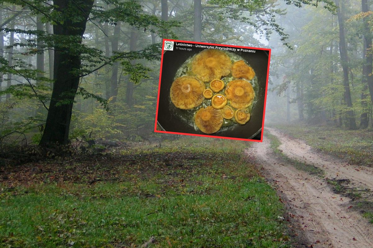 To polska tradycja kulinarna. Leśnicy zabrali głos ws. rydzów