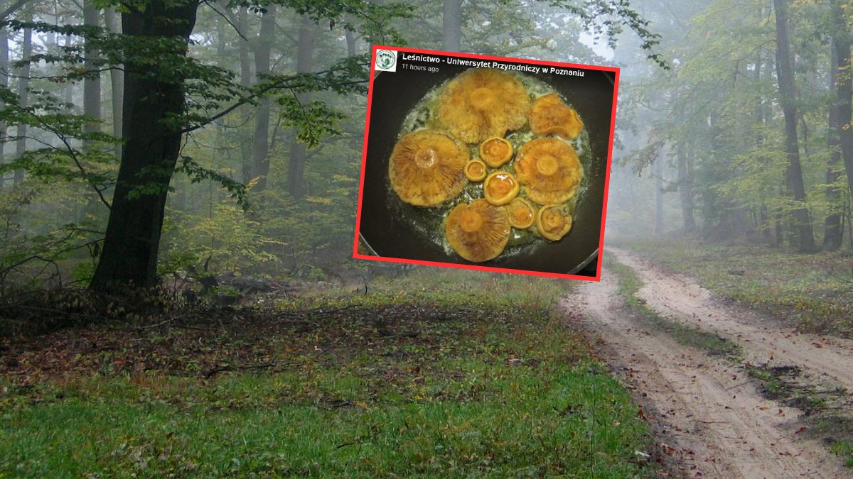 Polska tradycja kulinarna pod lupą leśników