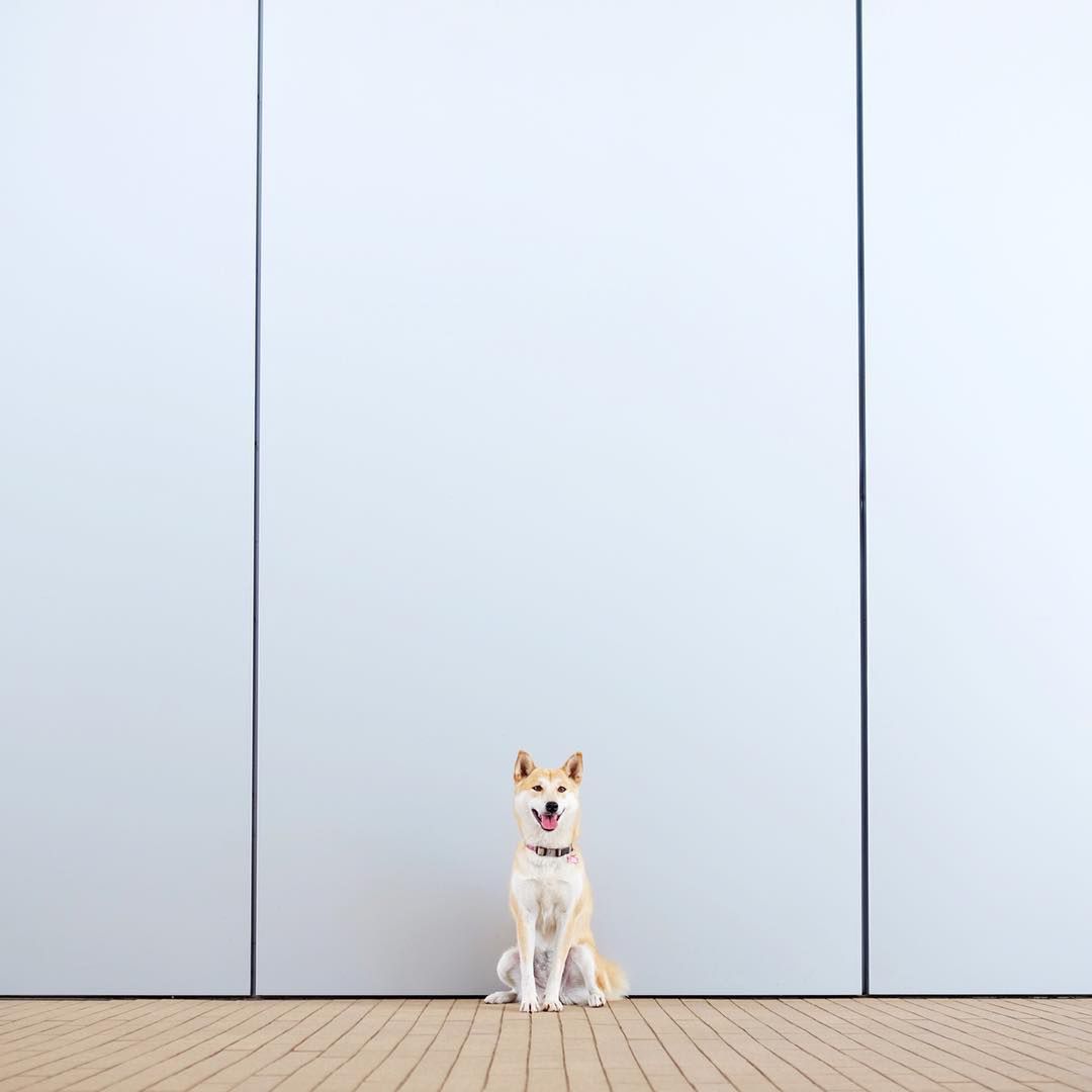 Kochasz psy i minimalizm? Te zdjęcia to zdecydowanie materiał dla ciebie