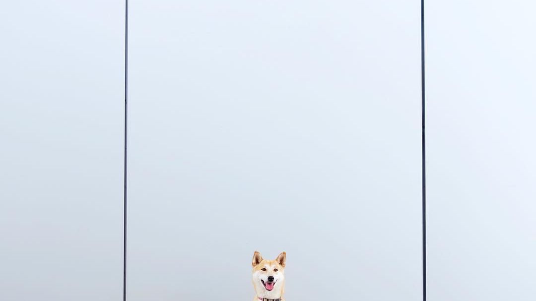 Kochasz psy i minimalizm? Te zdjęcia to zdecydowanie materiał dla ciebie 1