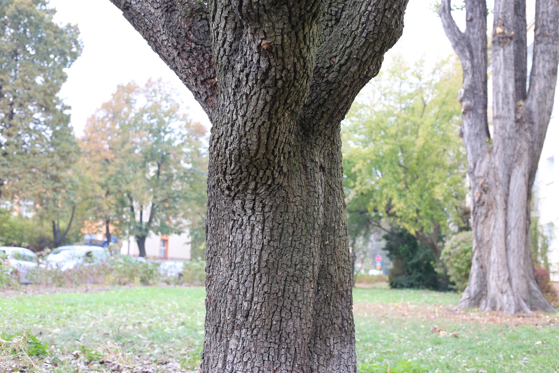 Canon EF 50 mm f/1.8 STM - niedroga przepustka do poważnej fotografii [recenzja] 19