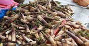 Pędy bambusa - nowe super jedzenie (superfood)?