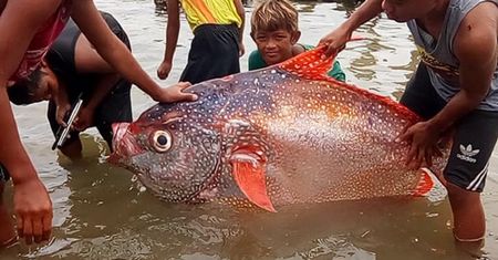 Znaleźli głębinowego giganta. Wszystko przez trzęsienie ziemi