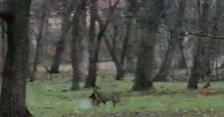 Taki widok w okolicach przedszkola. W zębach trzymał upolowaną zdobycz