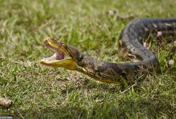 Zabierał pytona na surfing. Został ukarany grzywną