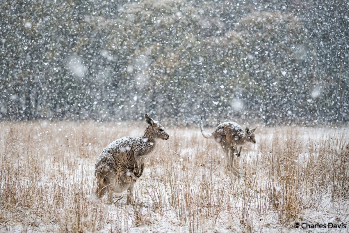 Znamy zwycięzców Australian Geographic Nature Photographer of the Year 2019 10