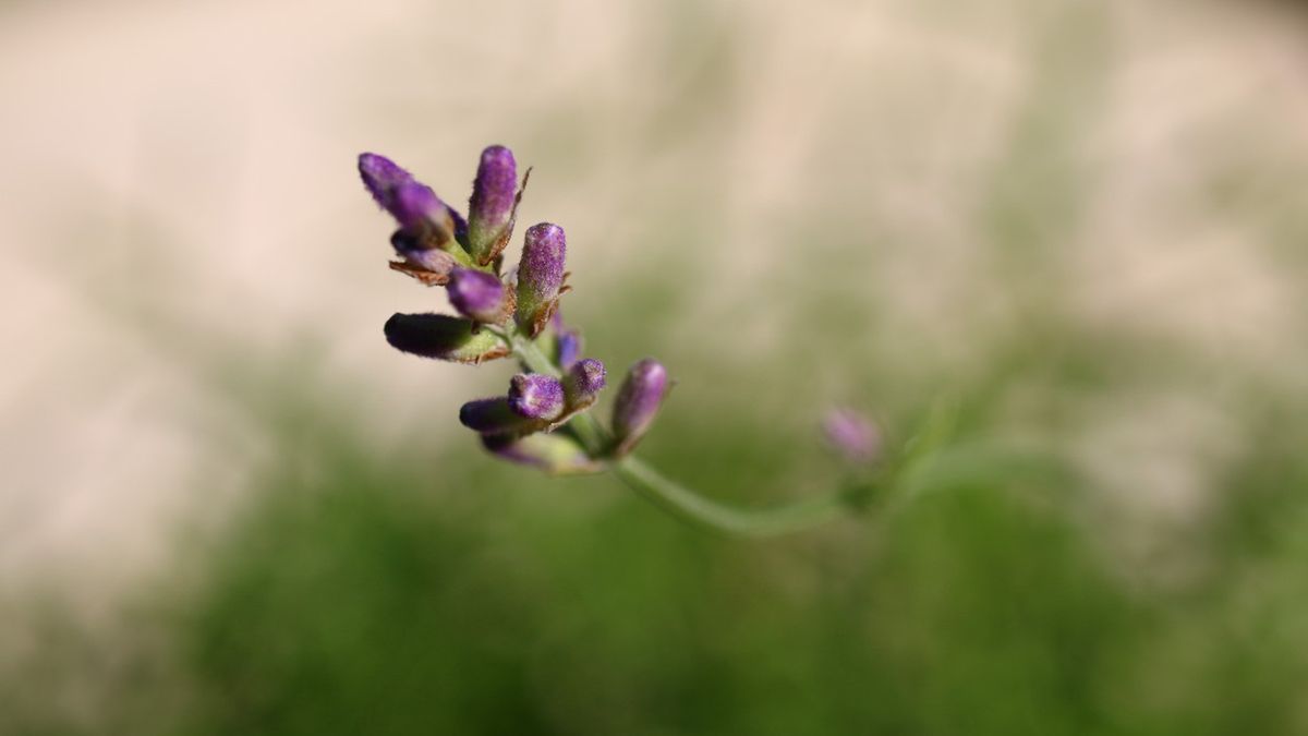 Lawenda jest rośliną ozdobną i leczniczą, sadzoną na plantacjach, w ogrodach, parkach i na balkonach.