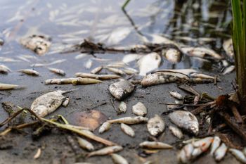Bodzew. Śnięte ryby w stawie. Sprawę bada policja