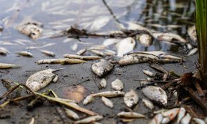 Bodzew. Śnięte ryby w stawie. Sprawę bada policja