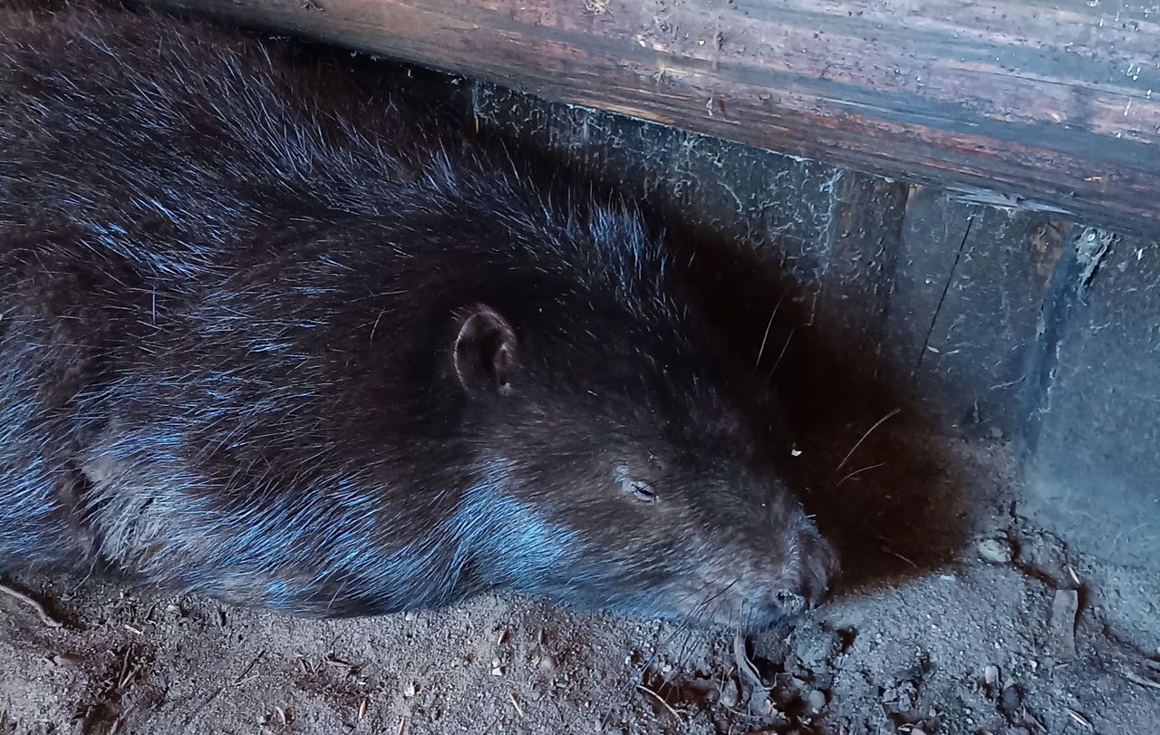 Sadysta skatował bobra. Zwierzę walczy o życie, sprawca jest poszukiwany