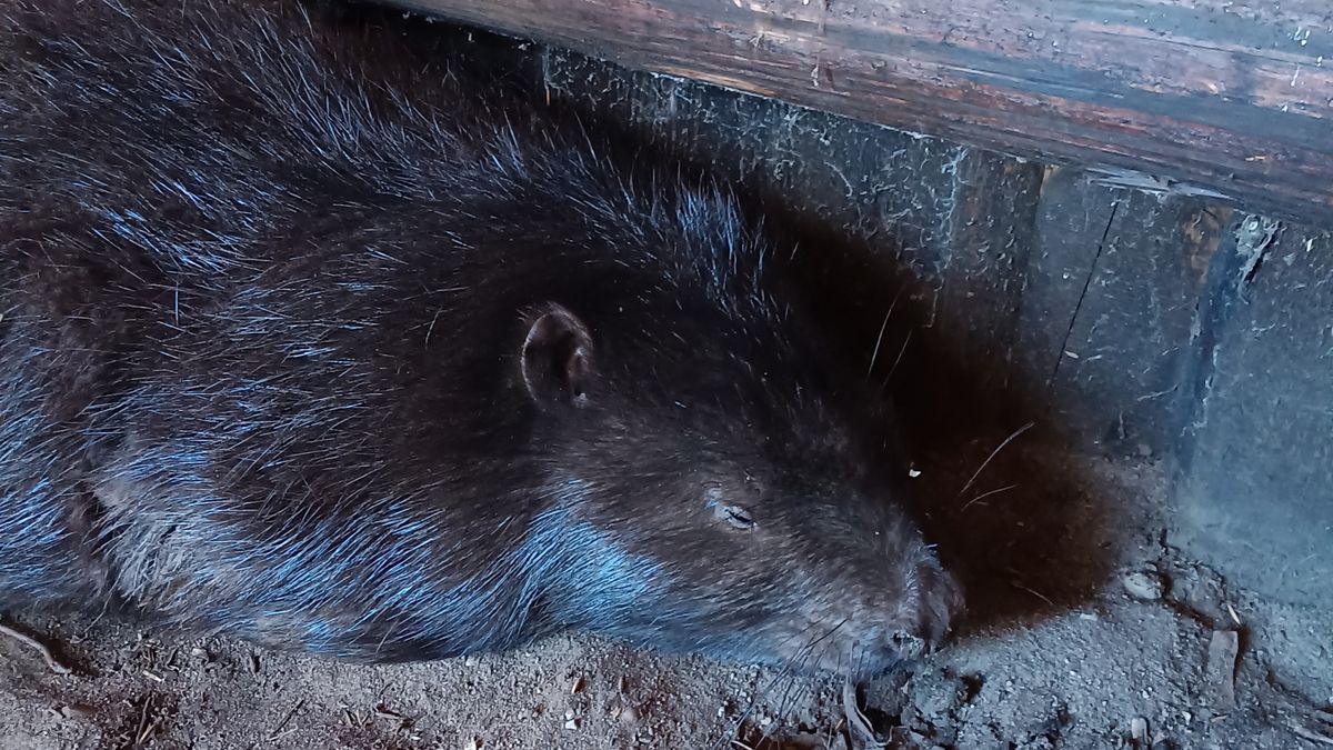 Bóbr trafił pod opiekę fundacji w bardzo ciężkim stanie