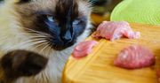 Kot to nie człowiek. Ta dieta może mu poważnie zaszkodzić