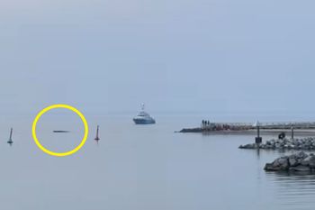 Dramatyczna walka o życie wieloryba. Nawet przypływ nie zdołał go uratować