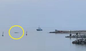 Dramatyczna walka o życie wieloryba. Nawet przypływ nie zdołał go uratować