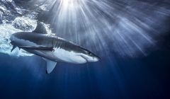 23 ataki rekinów w Egipcie w ciągu 30 lat. "Większym zagrożeniem dla turystów są wypadki drogowe"