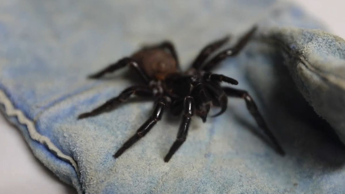 Pająk, którego przysłano do Australian Reptile Park 