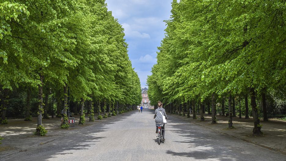 Palisadowy płot i biletomat