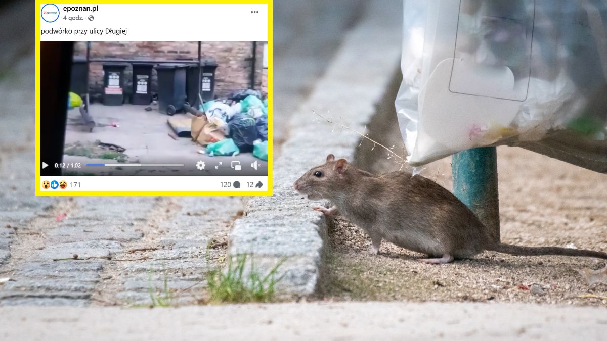 Mieszkańcy mają dość. Są terroryzowani przez szczury