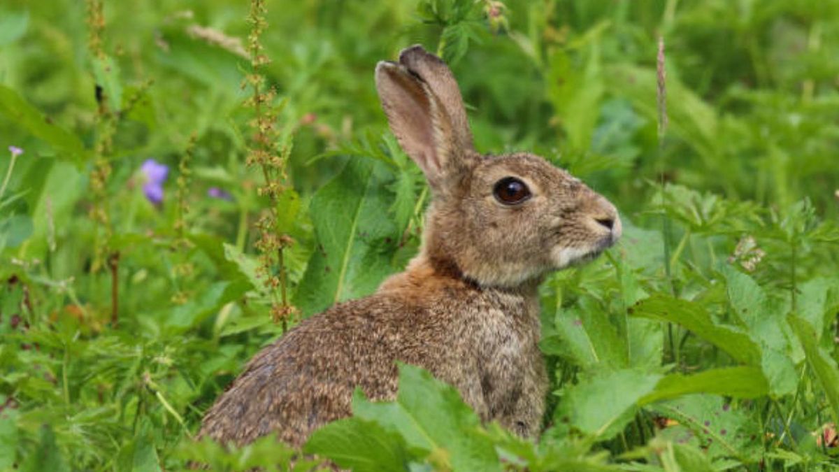 Wielkanoc bez zajączków? Niewiele brakowało