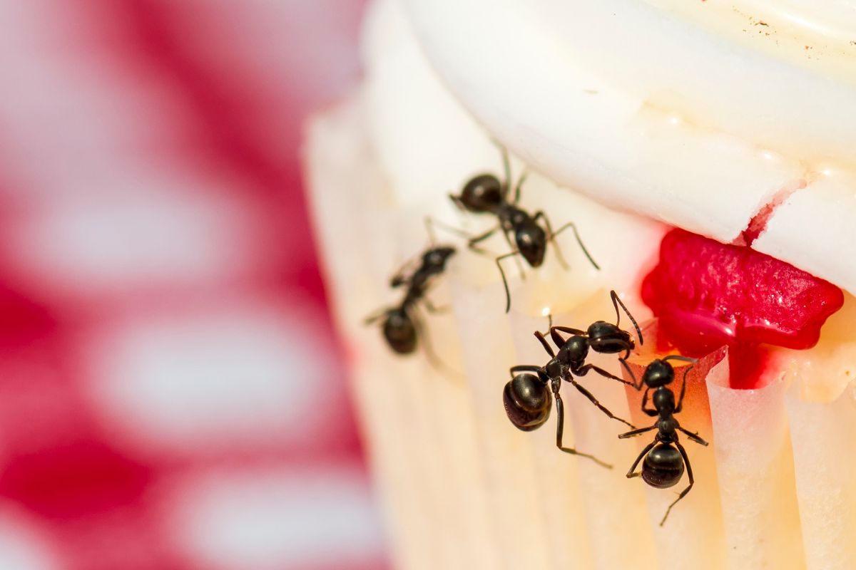 How to get rid of ants naturally?