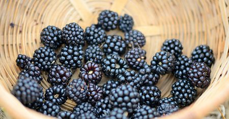6 pomysłów na jeżyny