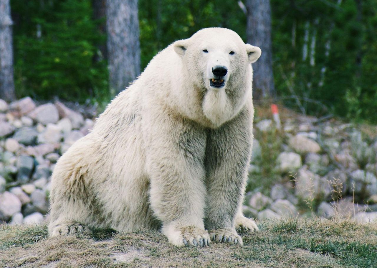Mieszkańcy w panice. Służby musiały zastrzelić niedźwiedzia