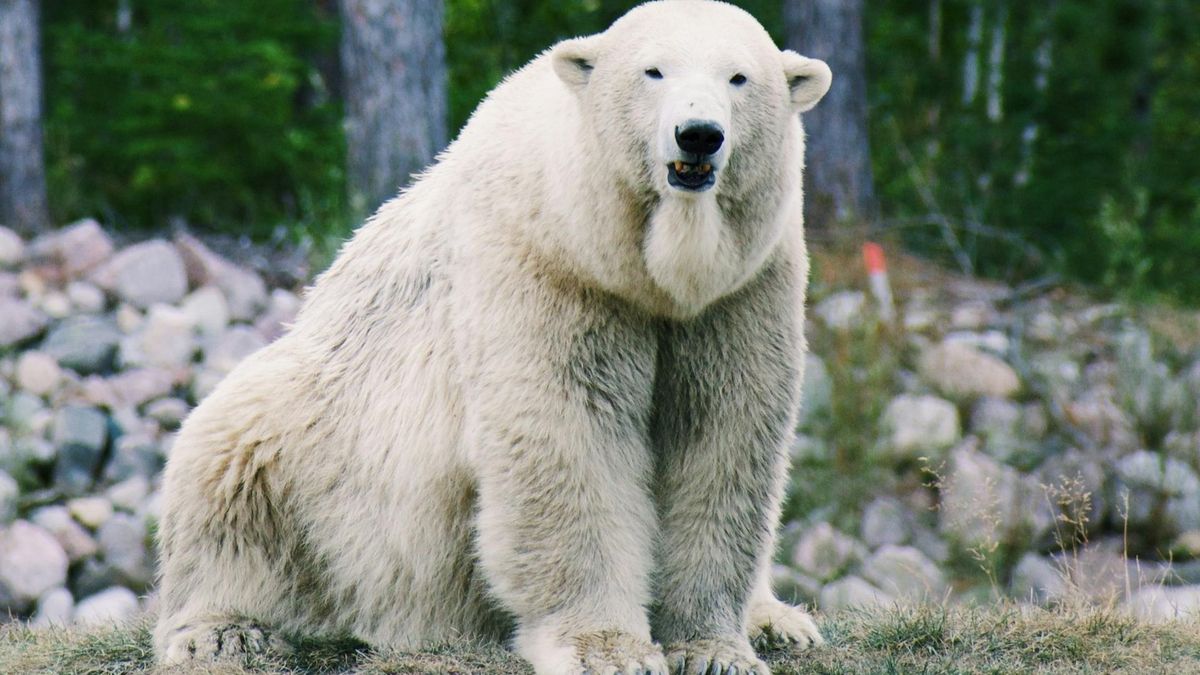  Służby zastrzeliły niedźwiedzia 