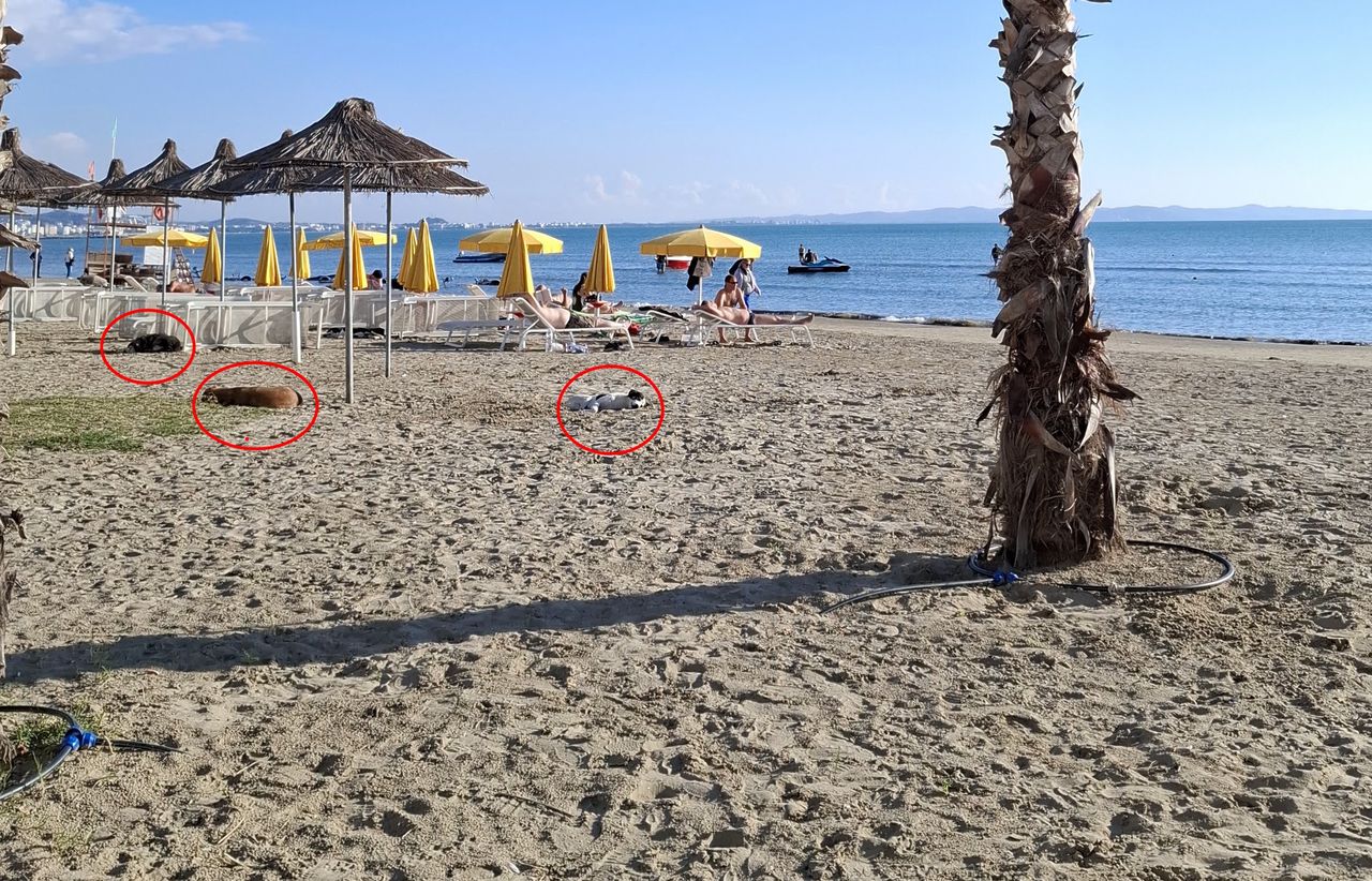 Nagranie z Albanii. Można je spotkać na każdym kroku