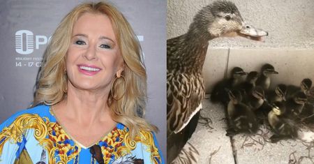 Podekscytowana Majka Jeżowska chwali się KACZĄ RODZINĄ na swoim tarasie: "To już siódmy raz!"