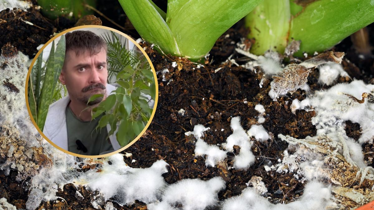 Grzyby mikoryzowe w doniczce.