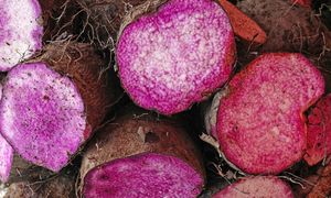 Smakuje jak ziemniak i batat w jednym. Ma bajkowy kolor bez grama chemii