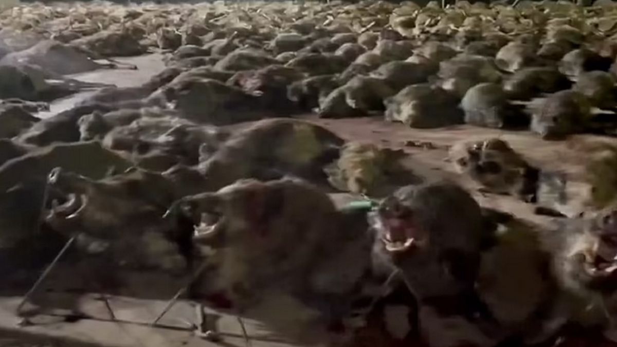 Skandal w Hiszpanii. Zabijano zwierzęta dla pieniędzy