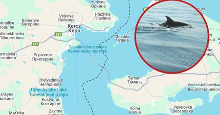 Rzeź delfinów w Cieśninie Kerczeńskiej. Wszystkiemu winna katastrofa tankowców