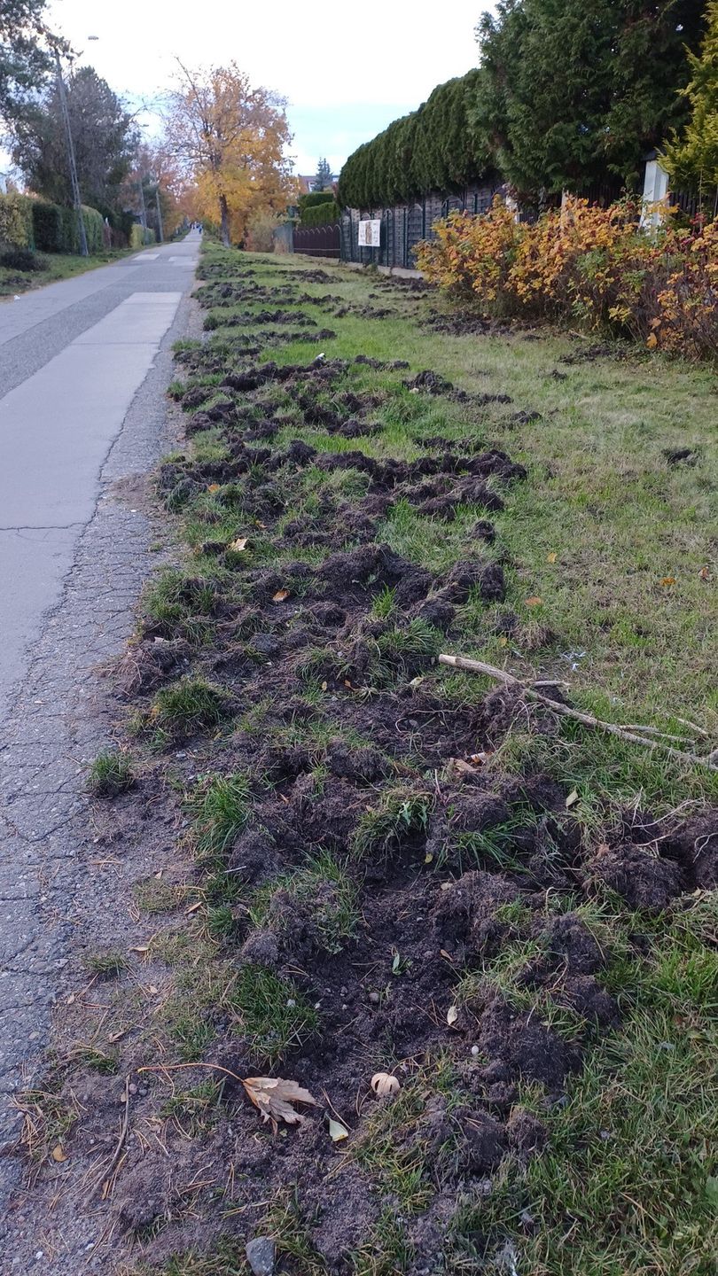 Dziki pojawiają się w mieście w poszukiwaniu jedzenia. Absolutnie nie dokarmiajmy ich, pamiętajmy by nie zostawiać otwartych wiat śmietnikowych lub resztek pożywienia przy koszach na śmieci
