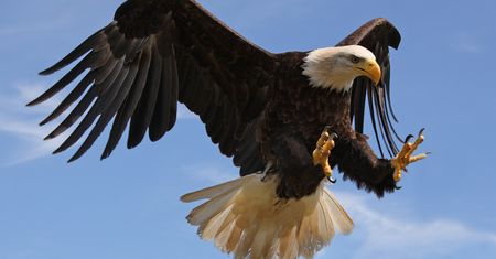 Holendrzy użyją duńskich orłów do walki z amerykańskimi dronami chińskiej produkcji