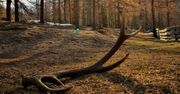 Znalazłeś poroże i chcesz je zabrać do domu? Leśnicy mówią jasno