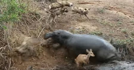 Brutalna walka na safari. Nagle do gry dołączył hipopotam