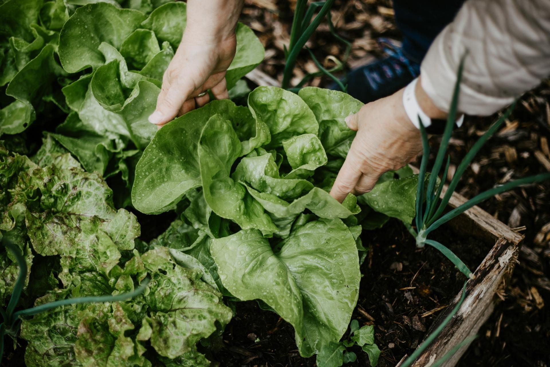Najwięcej azotanów kumulują warzywa liściowe i korzeniowe: sałaty, szpinak, młoda marchew i młode buraki