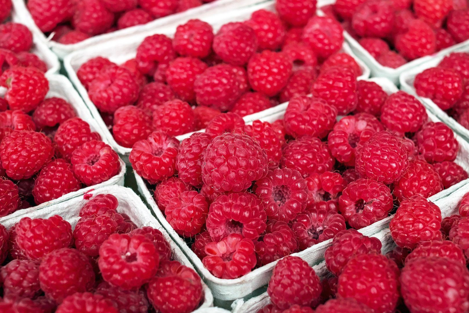 Już są pierwsze polskie maliny