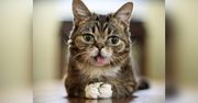 Lil Bub nie żyje. Była ukochanym kotem internetu