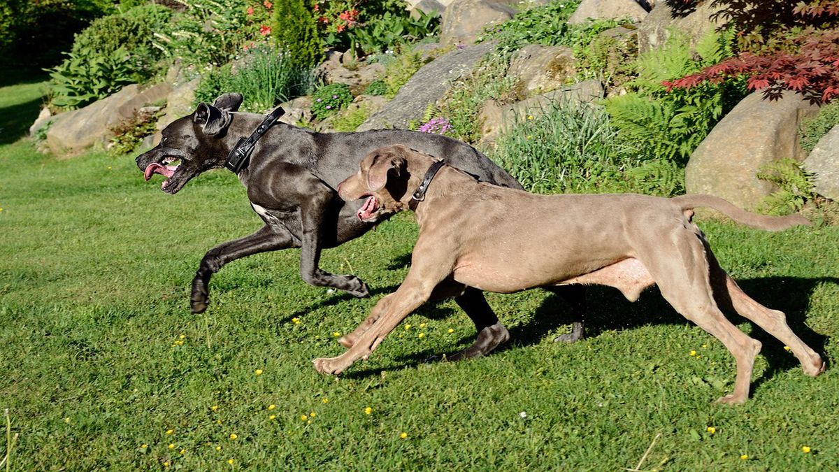 Psy zagryzły dziecko. Co było przyczyną ich zachowania?