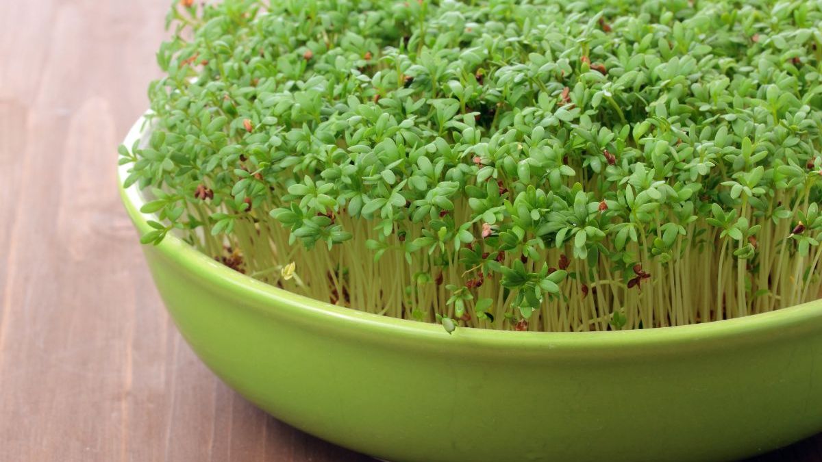 Rzeżucha - Pyszności