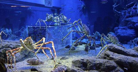 Olbrzym z dna oceanu. Ten krab to największy stawonóg świata