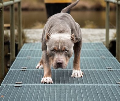 Atak amstaffów pod Wawelem. "Ma poważne obrażenia genitaliów"