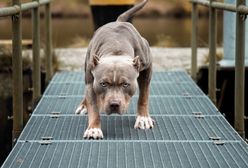 Atak amstaffów pod Wawelem. "Ma poważne obrażenia genitaliów"