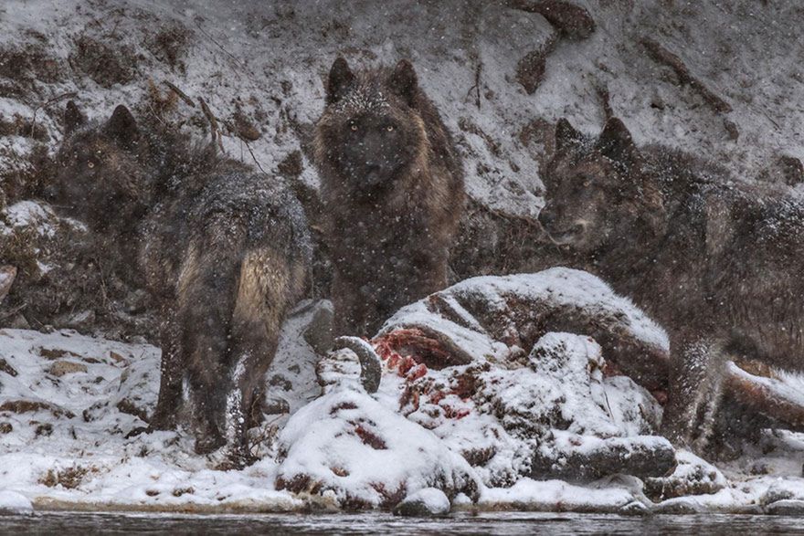 Oto najlepsze fotografie 2016 roku według magazynu National Geographic 17