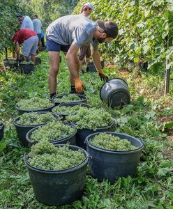 Nie ma chętnych do produkcji Prosecco. Włoska firma ma wielki problem