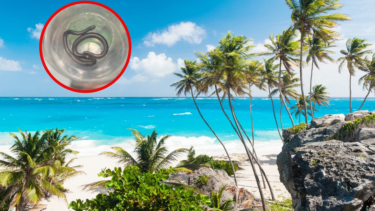 Odkryto najmniejszego węża świata 