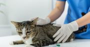 Zaburzenia neurologiczne u kotów. Objawy, których nie wolno tłumaczyć "dziwnym zachowaniem"