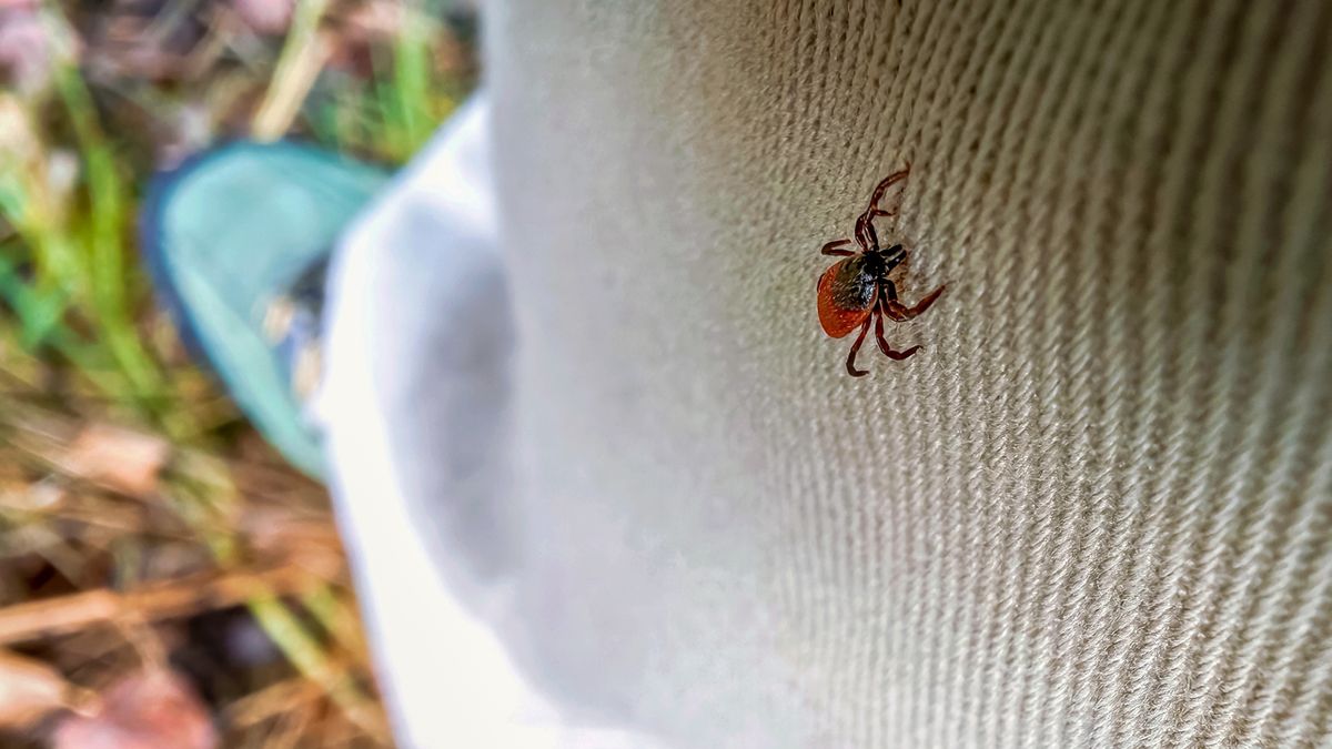 Kleszcze stanowią coraz poważniejszy problem